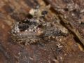 Enedreytes sepicola
